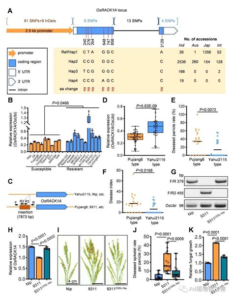 Molecular Plant 四川农业大学研究揭示水稻稻曲病的抗性基因！ 知乎