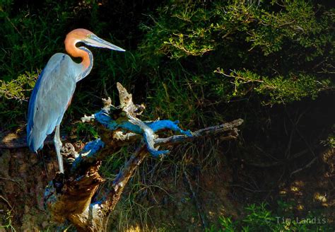 Goliath Heron | Botswana | Doc Landis Photography