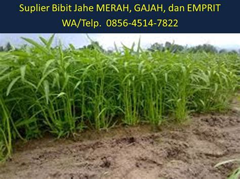 Jual Bibit Jahe Gajah Di Medan WA 0856 4514 7822 AFIF JAY Flickr