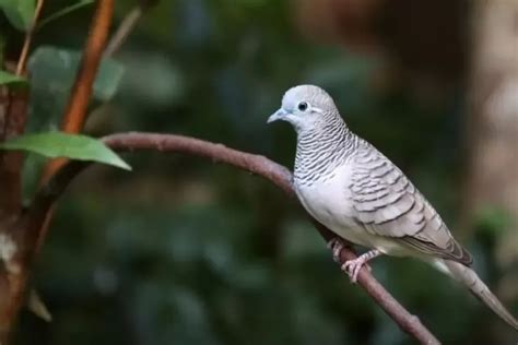 Manfaat Jahe Bagi Burung Perkutut Bisa Bikin Gacor Dan Rajin