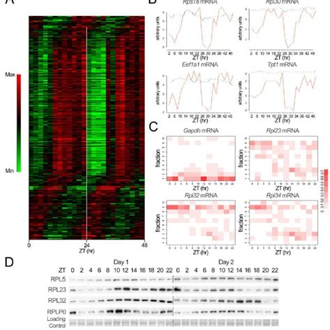 Rhythmic Transcription Of Rp Mrna And Rrna Through Circadian Clock