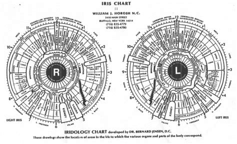 What It Iris Chart And How To Read Iris Chart MAIKONG Iridology