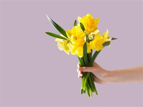 8 Tipos De Flores Que Puedes Regalar Según La Ocasión Y La Persona Daffodils Ebern Designs