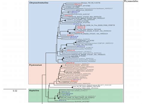 Haptophyte phylogeny constructed using neighbor-joining with near-full... | Download Scientific ...