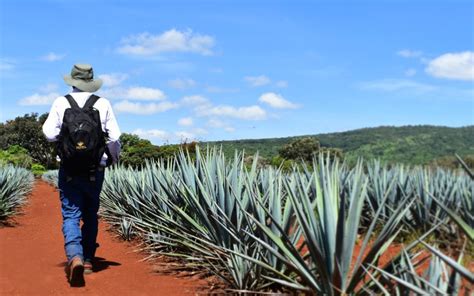 Consejo Regulador Del Tequila Garante De La Autenticidad De La Bebida