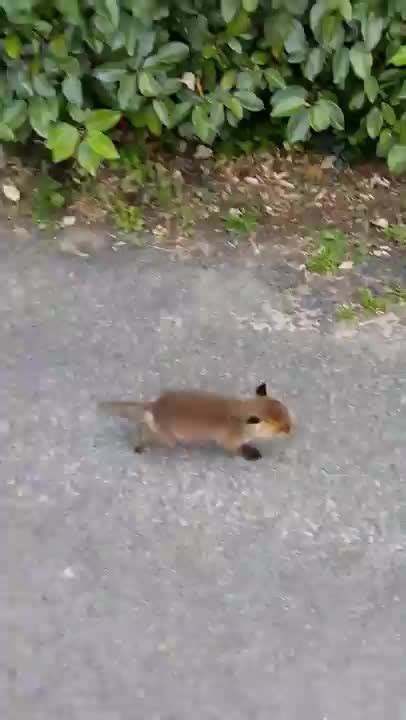 Baby Fox Doing Baby Fox Things Meme Subido Por French Eater Xi