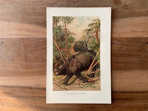 Original Antique Chromolithograph With Rhinoceros Natural History