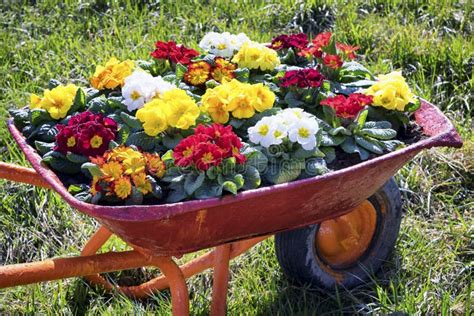 Old Cart Stock Photo Image Of Rustic Weathered Push 35460792