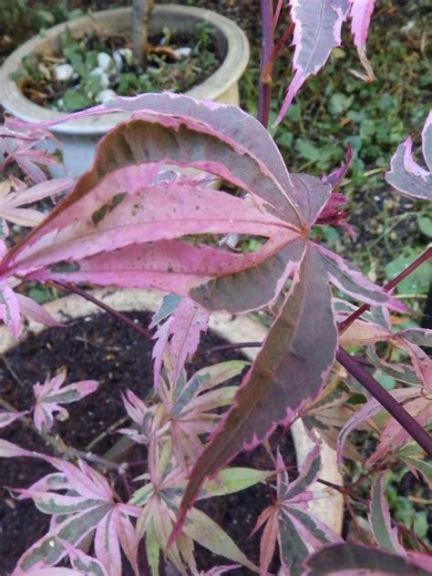 Japanese Maple Trees Acer Palmatum Pink Passion Arrives