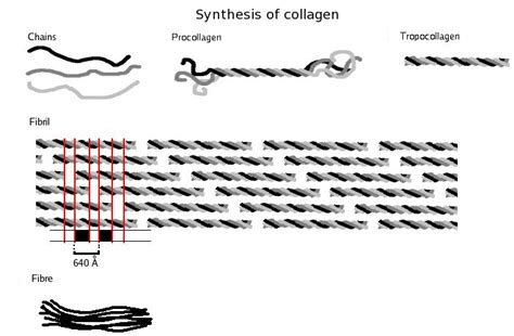 Difference Between Collagen and Elastin | Definition, Characteristics ...