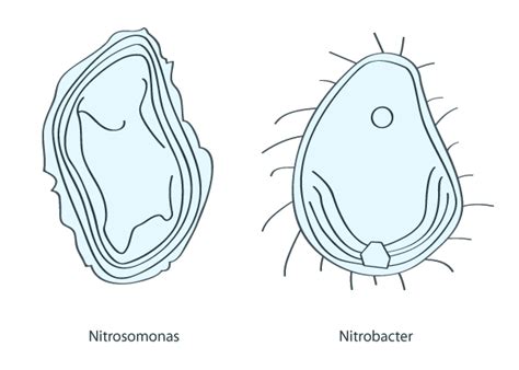 nitrifying bacteria – Water Critters