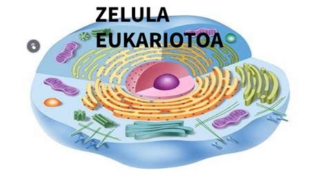 Zelula Eukariota