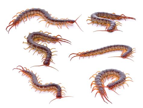 Centipede Stock Photos Royalty Free Centipede Images Depositphotos