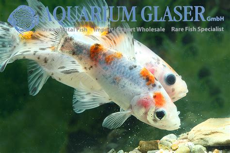 Shubunkin - Aquarium Glaser GmbH