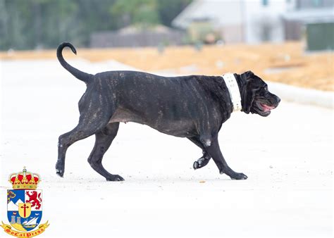 Bane X Bruja Presa Canario Puppy Litter SoCalPresa Top Rated Presa