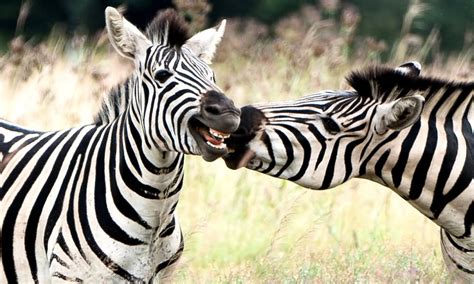 Most Funniest Zebra Face Pictures And Photos Will Make Smile On Your