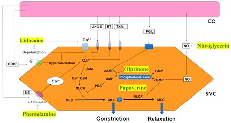 Ijms Free Full Text Vasodilating Effects Of Antispasmodic Agents