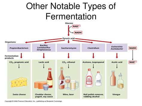 Describe The Processes Of Ethanolic And Lactic Acid Fermentation Ppt