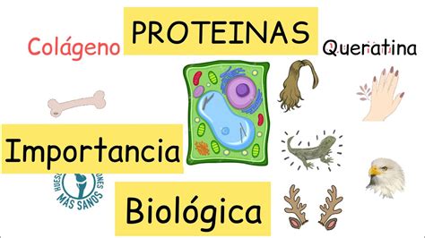 Proteínas Función biológica BiologíayEcología Clasesdebiología YouTube