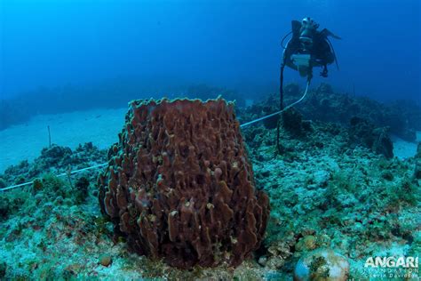 Giant Barrel Sponge Xestospongia Muta Angari Foundation