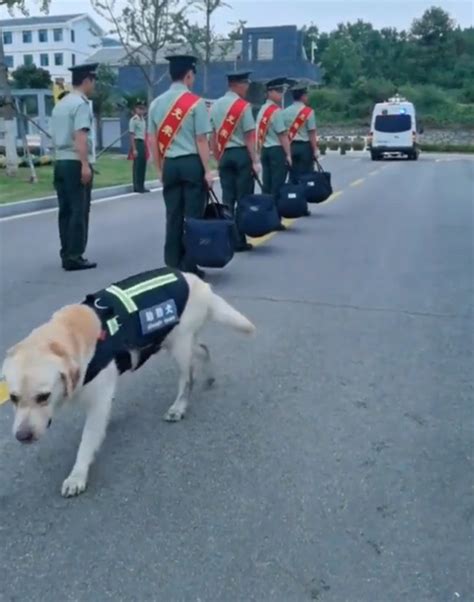 泪目！军犬咬退伍老兵行李时瞬间破防了，即使“违抗命令”也要冲出大门 北晚新视觉