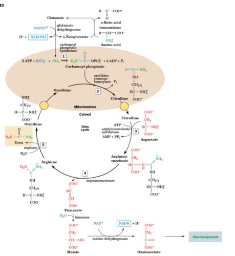 Biochem Ch Amino Acid Metabolism Flashcards Quizlet