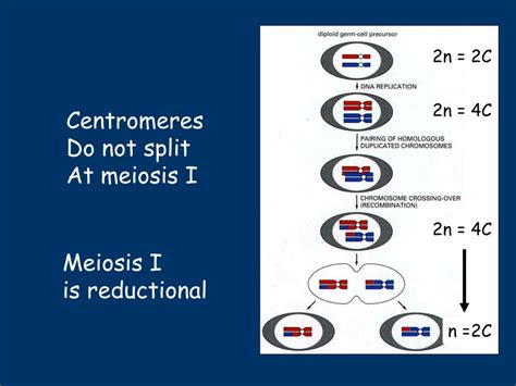 Ppt Chromosomes The Cellular Basis Of The Instructions Mitosis