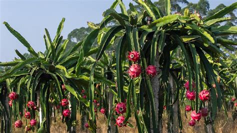 Dragon Fruit Farming इस फल की खेती करने से आप बन जाएंगे मालामाल लाखों