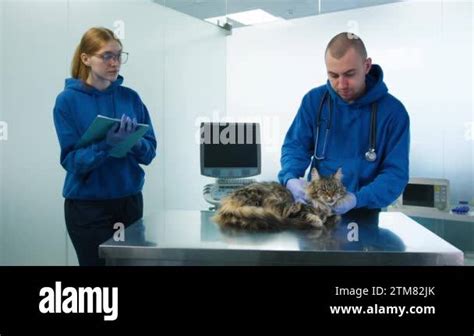 Professional Male Vet Doctor In Modern Veterinary Clinic Checking Cute