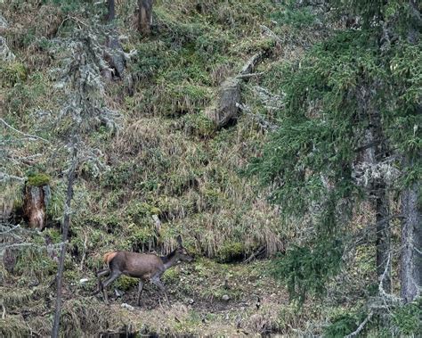 Landscape and Wildlife at Swiss National Park on Behance