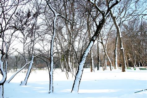 winter landscape Free Photo Download | FreeImages