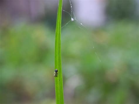 Premium Photo | Insects bug photography