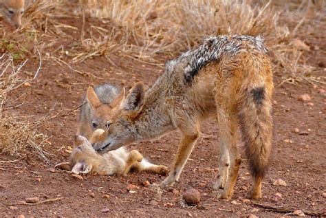 Albino Jackal