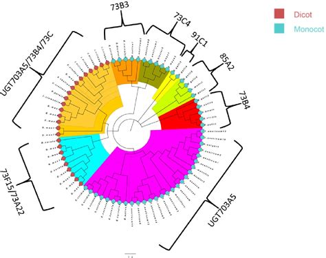 Figure From Genome Wide Evolutionary Analysis Of Putative Non