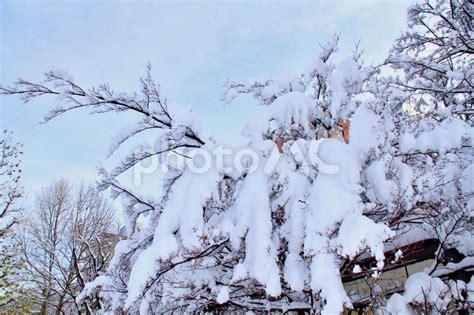 雪が積もった木 No 300822｜写真素材なら「写真ac」無料（フリー）ダウンロードok