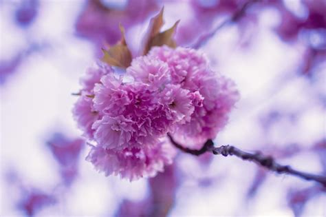 Purple Cherry Blossoms Photos Download Free High Quality Pictures