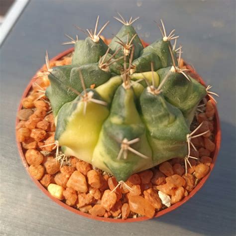 Gymnocalycium Mihanovichii Mantisplants