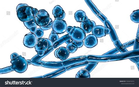 Microscopic Fungi Malassezia Furfur 3d Illustration Stock Illustration 1593676372 | Shutterstock