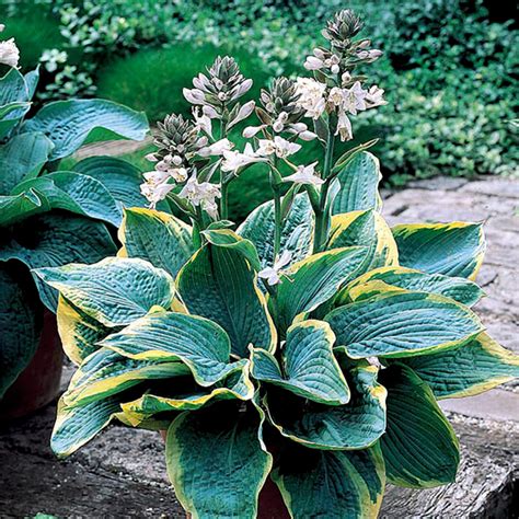 Shop Hosta Sieboldiana Frances Williams J Parkers