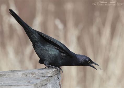 Male Brewers Blackbird Catching A Midge Mia McPherson S On The Wing