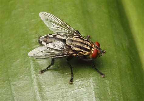 Flesh Fly Classification