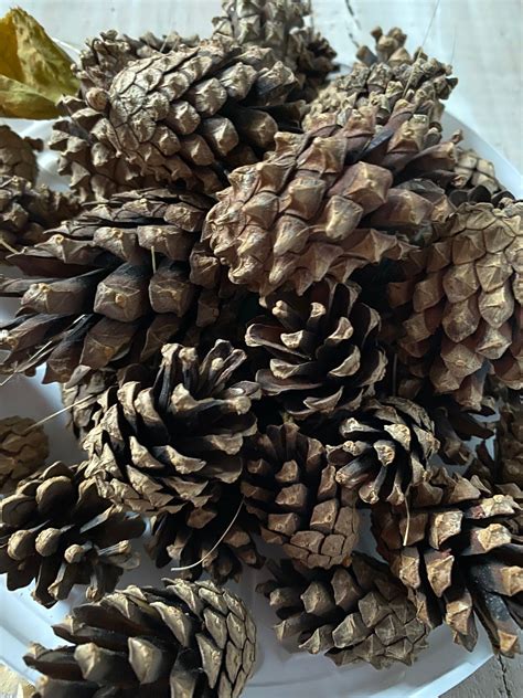 Natural Dried Pine Cones Set Of 20 Medium Pine Cones Etsy