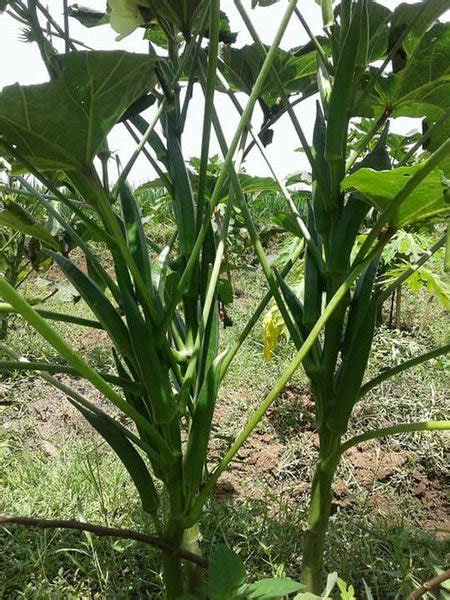 Jual Biji Benih Okra Hijau 1kg Di Lapak Tunas Makmur Bukalapak