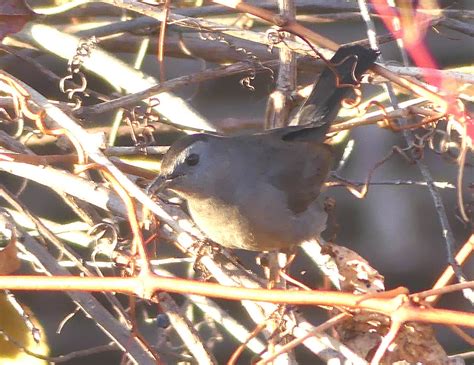 eBird Québec Checklist 18 Nov 2023 Parc Nöel Langlois Beauport 6