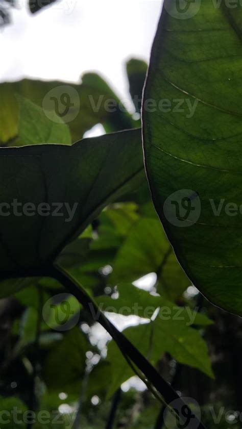 Very fresh taro leaf texture background 10969823 Stock Photo at Vecteezy