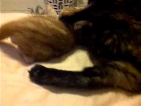 Mom Cat Kicks Kittens Ass Youtube