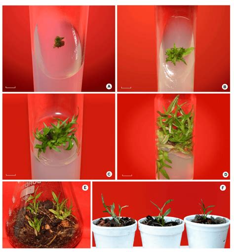 Complete Plant Regeneration From Nodal Segments In Vitro Download Scientific Diagram