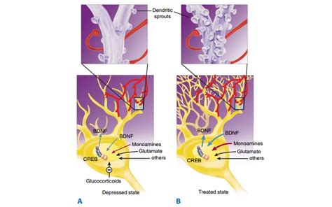 Neurotrophic Hypothesis