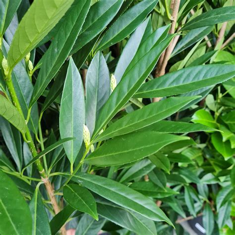 Prunus Laurocerasus Renault Ace L Cowell S Garden Centre