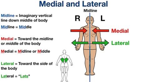 Anatomy And Physiology Midterm Review Flashcards Quizlet